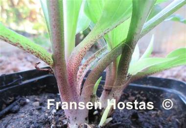 Hosta Red Salamander