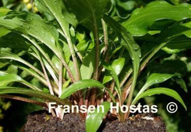 Hosta Red Salamander