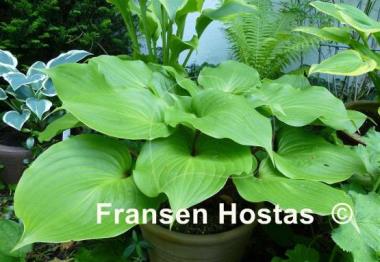 Hosta Red Sox