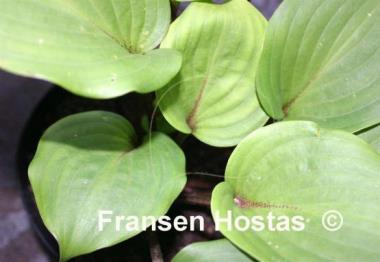 Hosta Red Sox