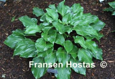 Hosta Red Sox