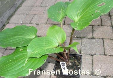 Hosta Red Sox