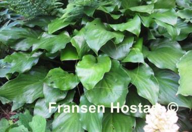 Hosta Red Stepper