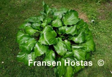Hosta Red Stepper
