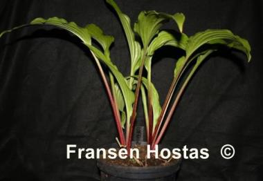Hosta Red Stilts