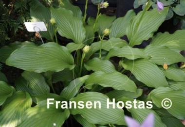 Hosta Red Stilts