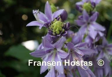 Hosta Red Stilts