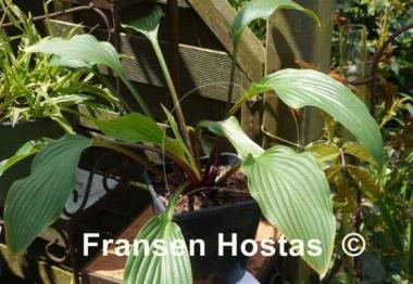 Hosta Red Stilts
