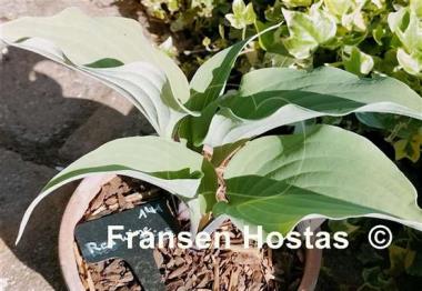 Hosta Red Wine Fries