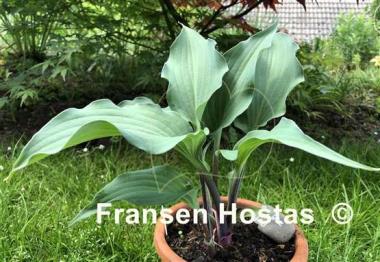 Hosta Red Wine Fries