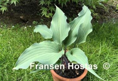 Hosta Red Wine Fries