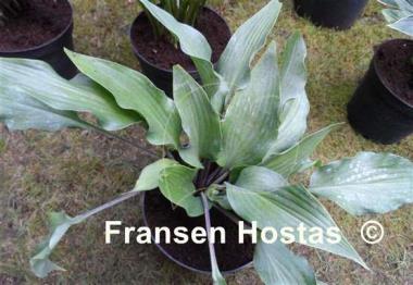 Hosta Red Wine Fries
