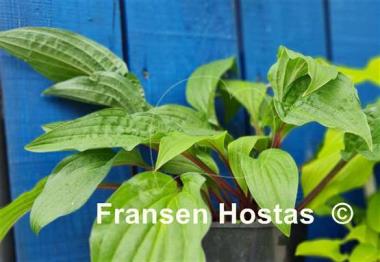 Hosta Red Zeppelin