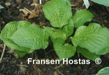 Hosta Redback Tavern