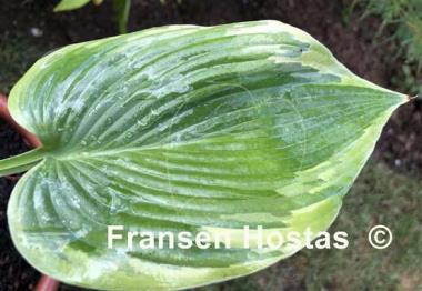 Hosta Reflected Glory