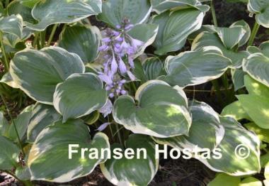 Hosta Reflections