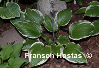 Hosta Reflections