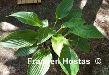 Hosta Regal Rhubarb