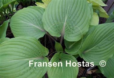 Hosta Regal Rhubarb