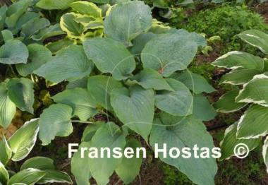 Hosta Regal Ruffles