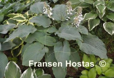 Hosta Regal Ruffles
