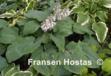 Hosta Regal Ruffles