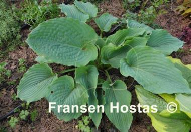 Hosta Regal Ruffles