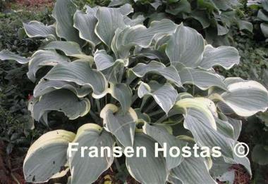 Hosta Regal Splendor