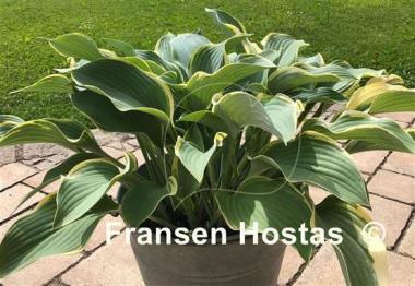 Hosta Regal Splendor