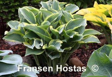 Hosta Regal Splendor
