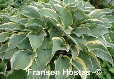 Hosta Regal Splendor