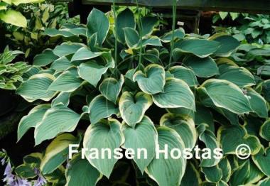 Hosta Regal Splendor