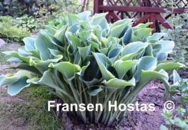 Hosta Regal Splendor