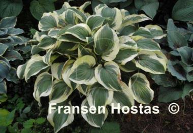 Hosta Regal Supreme