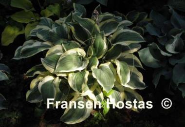 Hosta Regal Supreme