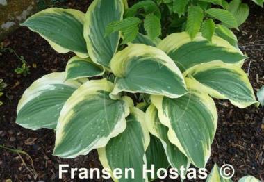 Hosta Regal Supreme
