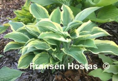 Hosta Regal Supreme