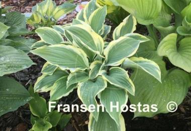 Hosta Regal Supreme