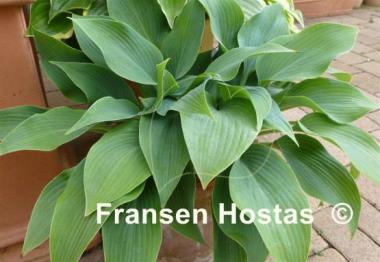 Hosta Reginald Kaye