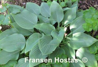 Hosta Reginald Kaye