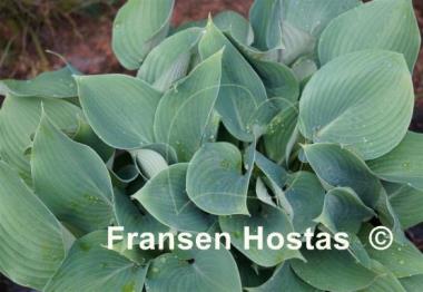 Hosta Reginald Kaye
