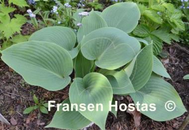 Hosta Reginald Kaye