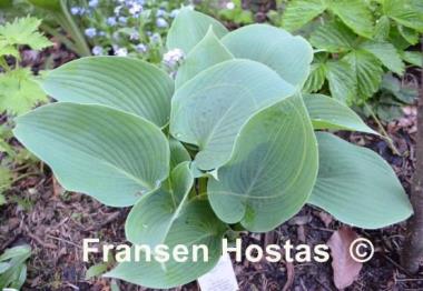 Hosta Reginald Kaye