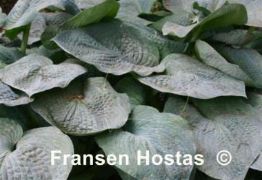 Hosta Rembrandt Blue