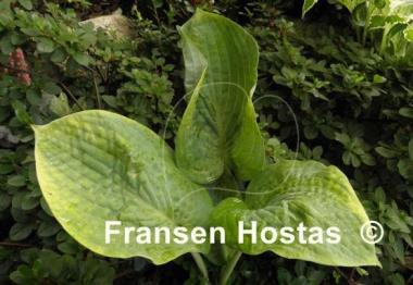 Hosta Rembrandt Blue