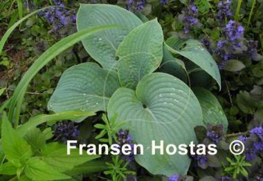 Hosta Rembrandt Blue