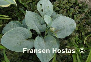 Hosta Rembrandt Blue