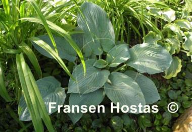 Hosta Rembrandt Blue