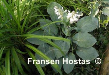 Hosta Rembrandt Blue