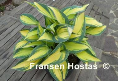 Hosta Remember Me